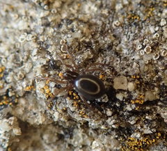 Erigone aletris