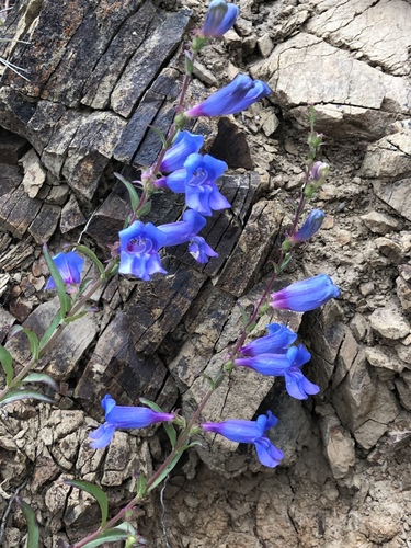 Penstemon heterophyllus