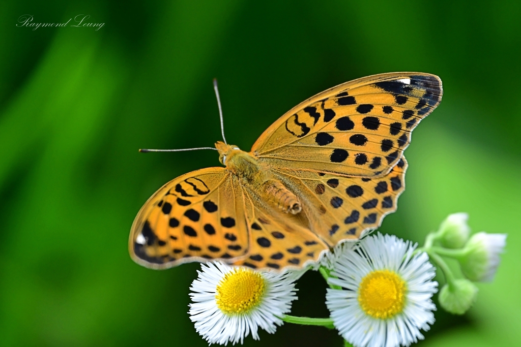 Palearctic Fritillary