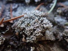 Stereocaulon intermedium