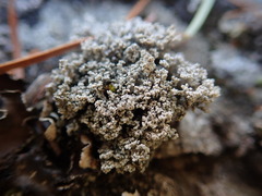 Stereocaulon intermedium