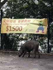 Sus scrofa moupinensis