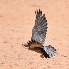 Falco biarmicus biarmicus