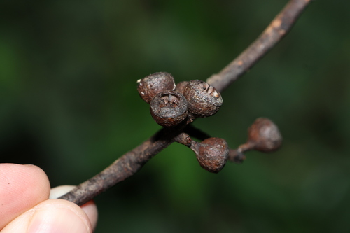Image of Eucalyptus psammitica by (c) Greg Tasney, some rights reserved (CC BY-SA)