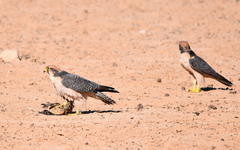 Falco biarmicus biarmicus