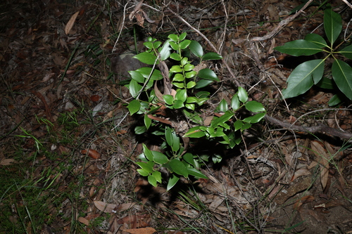 Agathis robusta