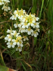 Triphysaria floribunda