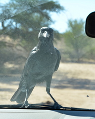 Corvus capensis capensis