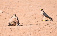 Falco biarmicus biarmicus