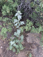 Sphaeralcea incana
