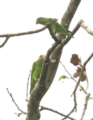 Brotogeris cyanoptera