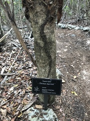 Leucothrinax morrisii