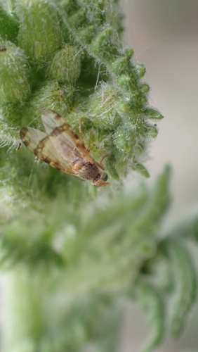 Ragwort Fly, 3768 MH Soest, Nederland, photo 8 of 10