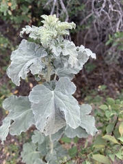 Sphaeralcea incana