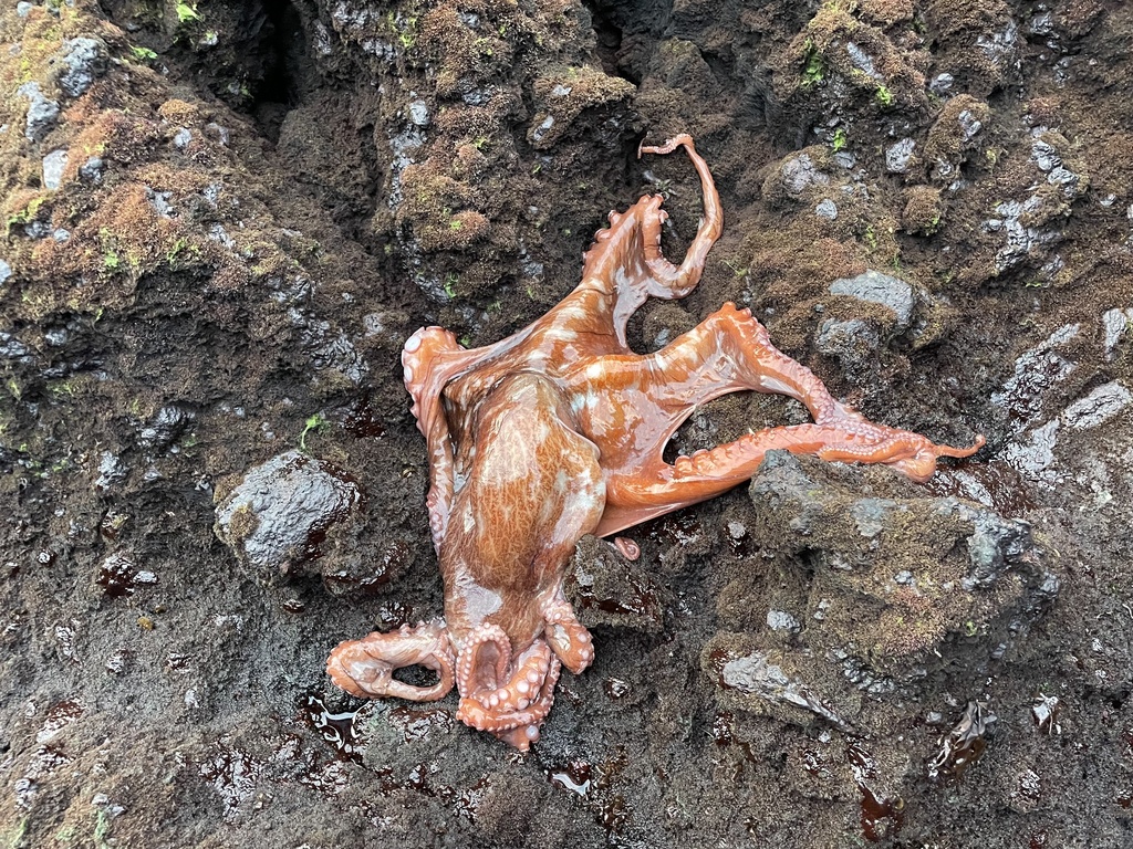 Cape Giant Octopus