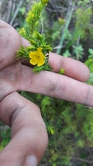 Hypericum juniperinum