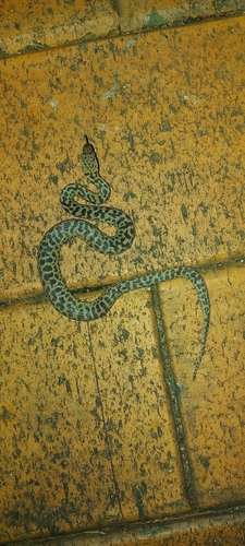Spotted Python sighting