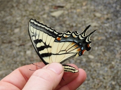 Papilio appalachiensis