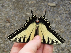 Papilio appalachiensis