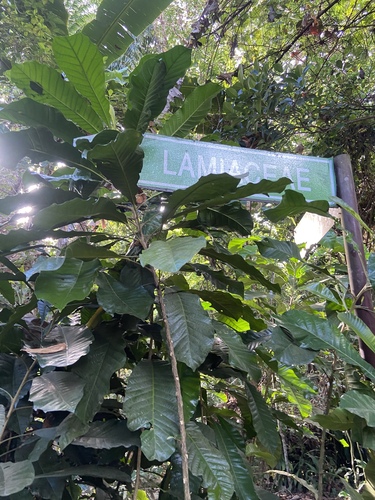 Artocarpus sericicarpus observed 2024-05-16
