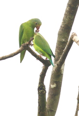 Brotogeris cyanoptera