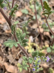 Phacelia coerulea