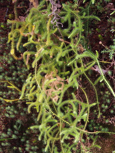 Lycopodiaceae image