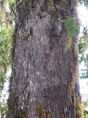 Podocarpus oleifolius