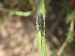 Agapanthia suturalis