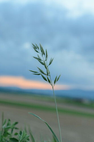 Bromus hordeaceus iNat (3)