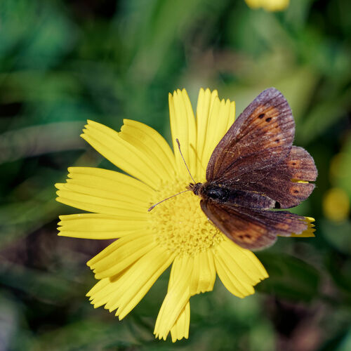 očkáň horský (Erebia epiphron)