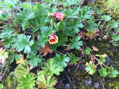 Oenothera epilobiifolia