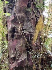 Prumnopitys standleyi