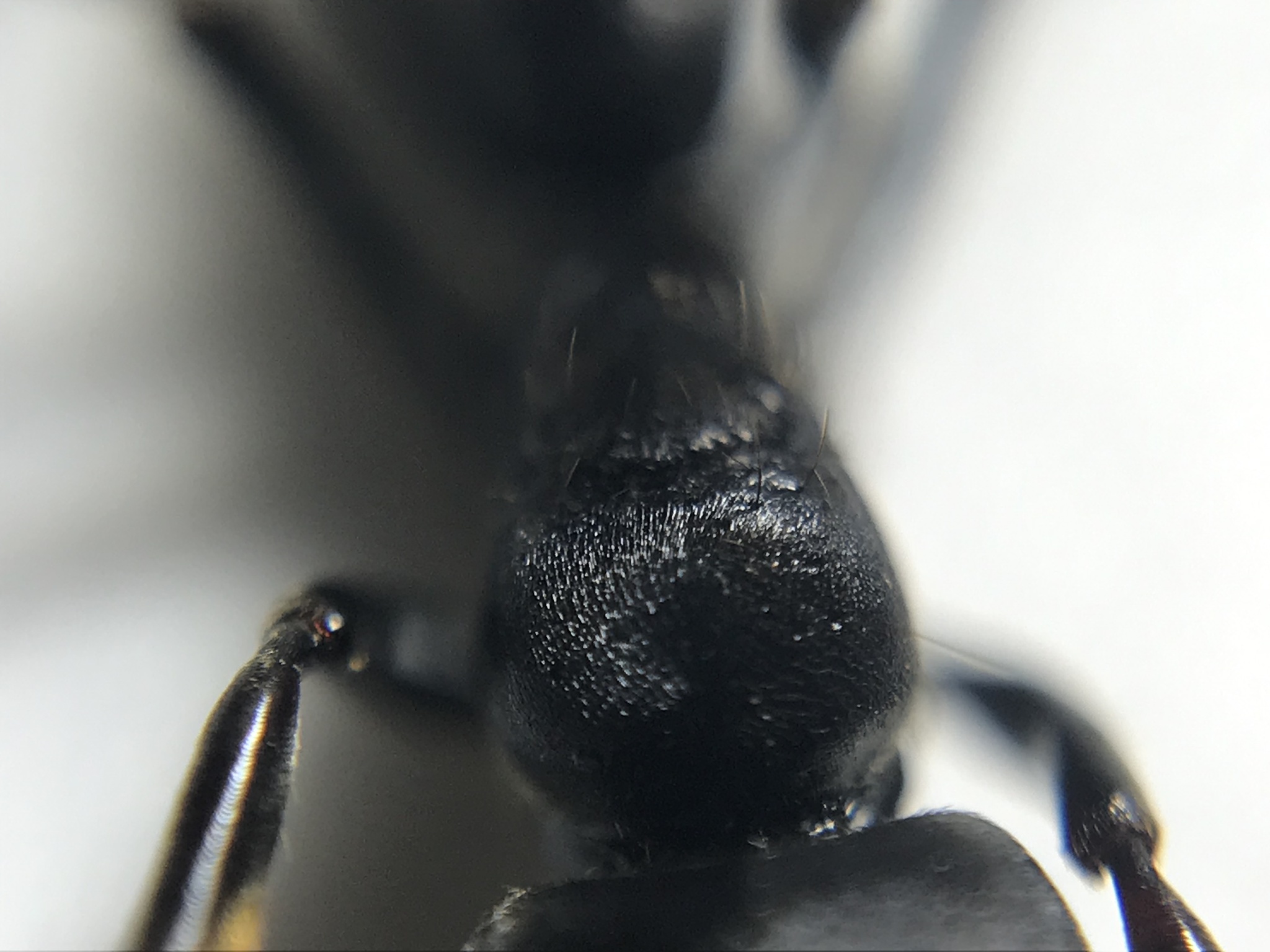 Pachycondyla purpurascens