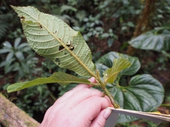 Saurauia pittieri