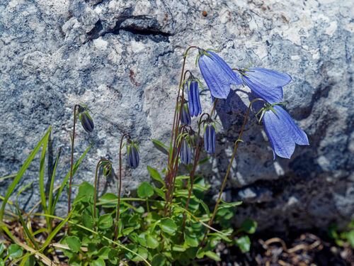 zvonček maličký (Campanula cochleariifolia)
