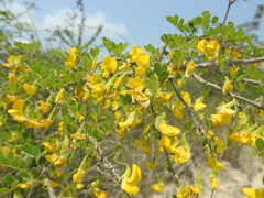 Diphysa carthagenensis