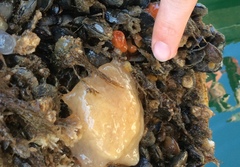 Cystodytes lobatus