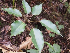 Sciodaphyllum pittieri