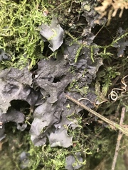 Peltigeraceae