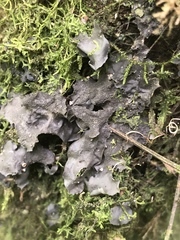 Peltigeraceae