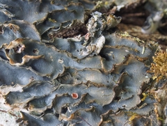 Peltigeraceae