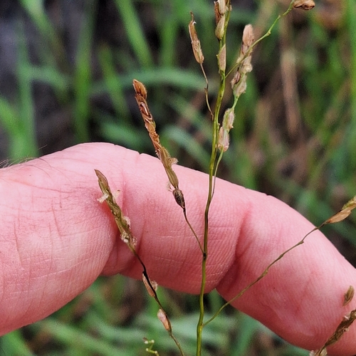 Image of Leersia hexandra by (c) Greg Tasney, some rights reserved (CC BY-SA)