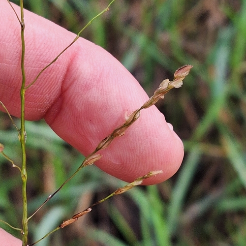 Image of Leersia hexandra by (c) Greg Tasney, some rights reserved (CC BY-SA)