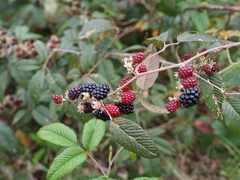 Rubus glaucus