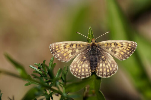 Nikerlova riđa (Melitaea aurelia)