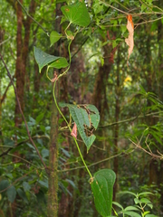 Smilax subpubescens