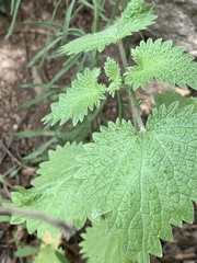 Urtica gracilenta