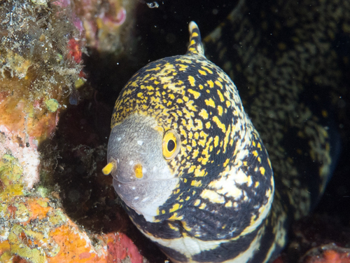 Snowflake Moray