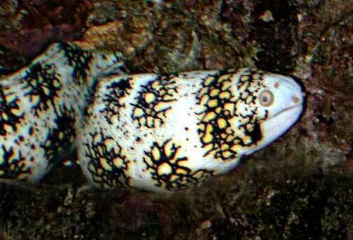 Snowflake Moray
